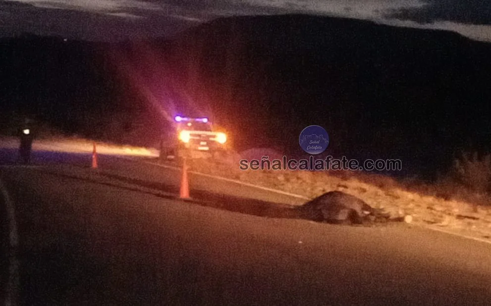 accidente caballo
